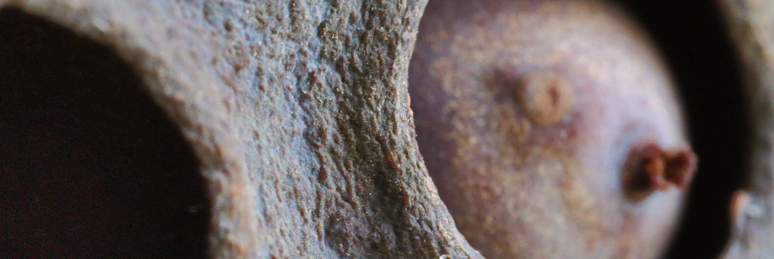 Christophe Leclerc, Chaman