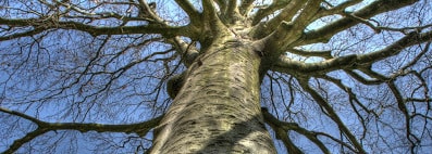 Christophe Flamingo, Chaman